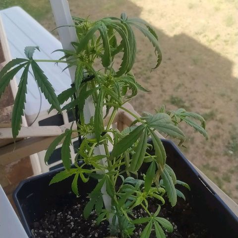 Jack herer  Auto  growlog photo: Marchitando 😖😰😰😰😖