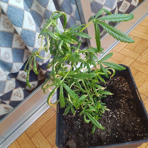 Jack herer  Auto  growlog photo: 🧄 canela en polvo ajó 🧄 
 Foliar (hongo ).   
Suspensión de fertilizante por posible sobre fertilización. Riego con agua  💧