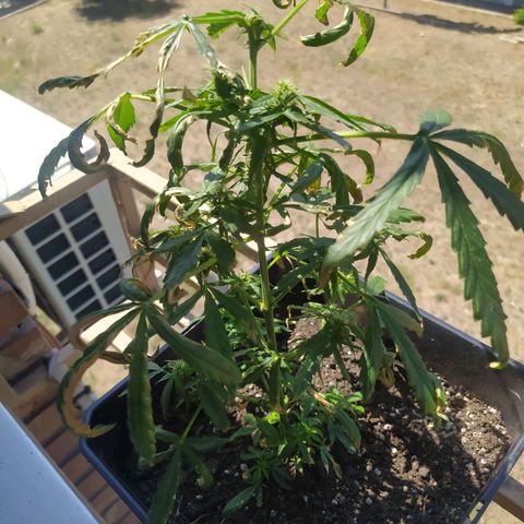 Jack herer  Auto  growlog timeline photo