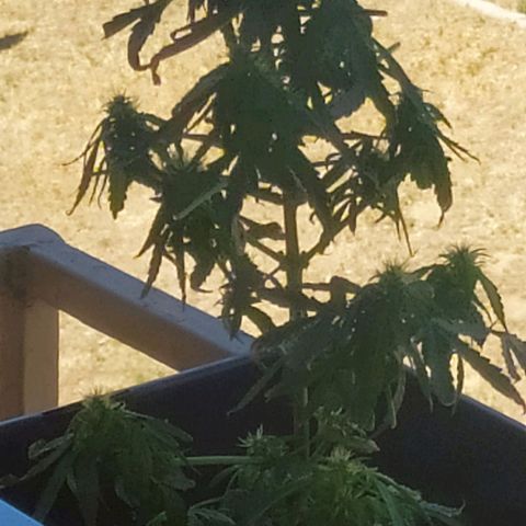 Jack herer  Auto  growlog timeline photo