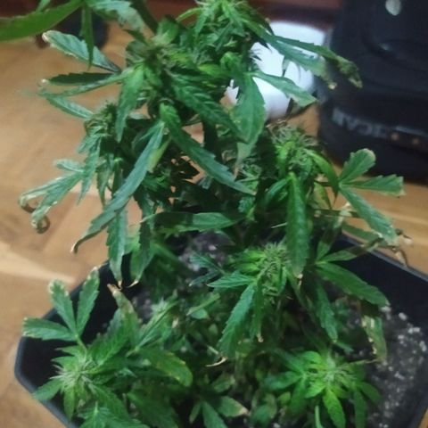 Jack herer  Auto  growlog timeline photo