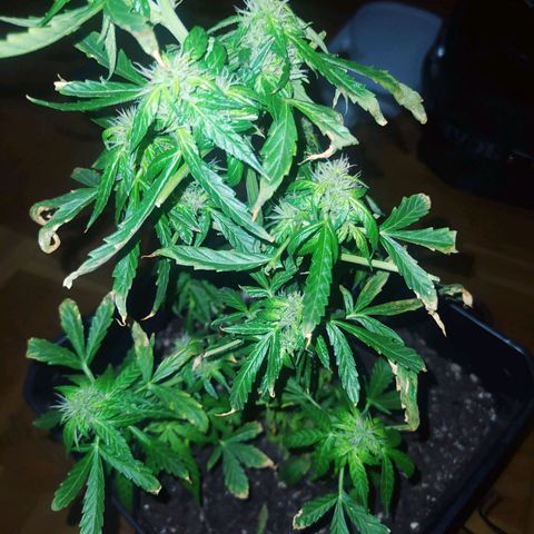 Jack herer  Auto  growlog timeline photo