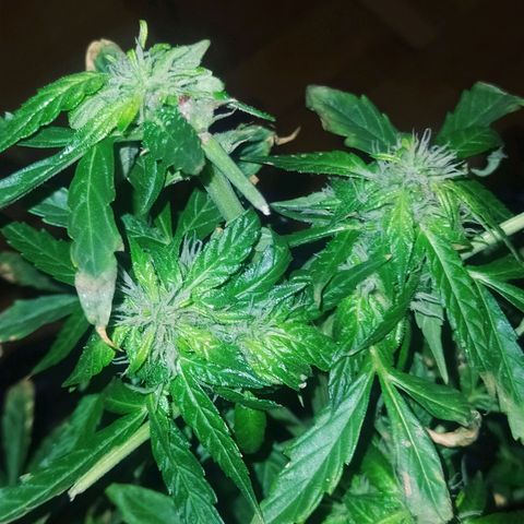 Jack herer  Auto  growlog timeline photo