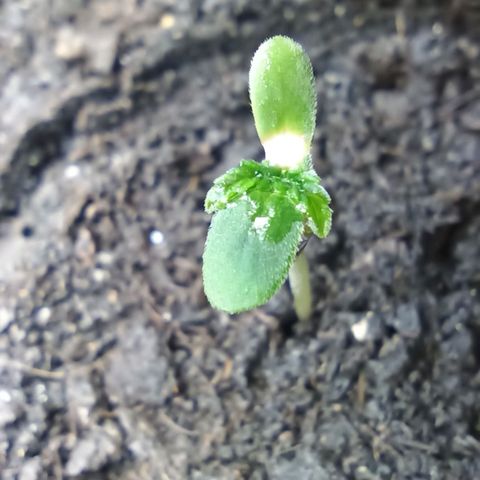 Green Gelato Automatic growlog photo: Dziwne objawy. Za sucho? Oparzenie?