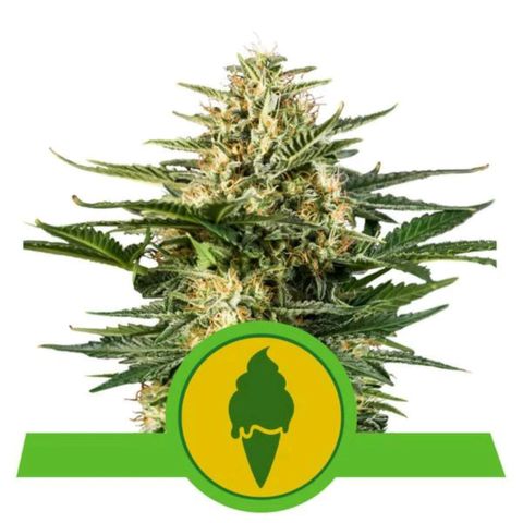 Green Gelato Automatic growlog timeline photo