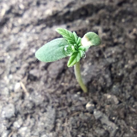 Green Gelato Automatic growlog timeline photo