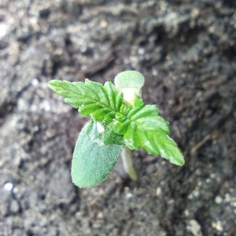 Green Gelato Automatic growlog photo: True leafs seems to grow normally besides damaged cotyledon