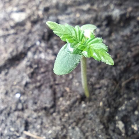 Green Gelato Automatic growlog photo: True leafs seems to grow normally besides damaged cotyledon