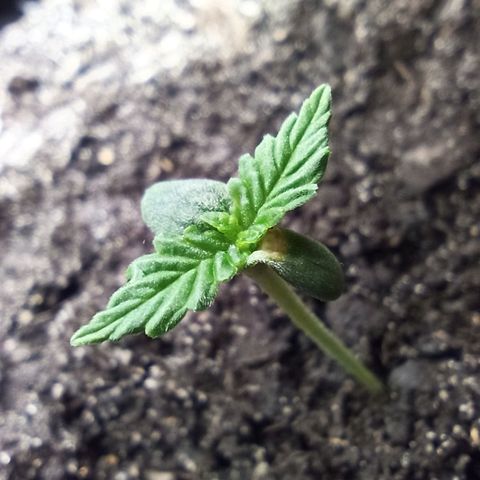 Green Gelato Automatic growlog timeline photo