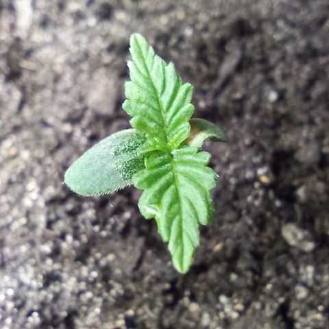 Green Gelato Automatic growlog timeline photo