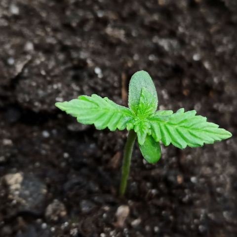 Green Gelato Automatic growlog timeline photo
