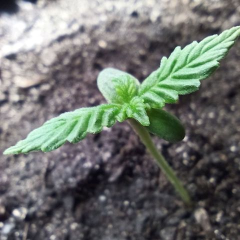 Green Gelato Automatic growlog timeline photo