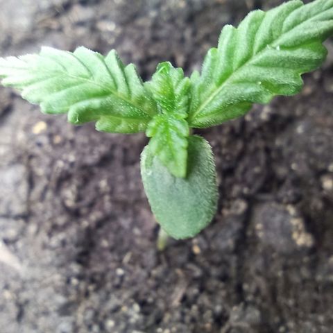 Green Gelato Automatic growlog timeline photo