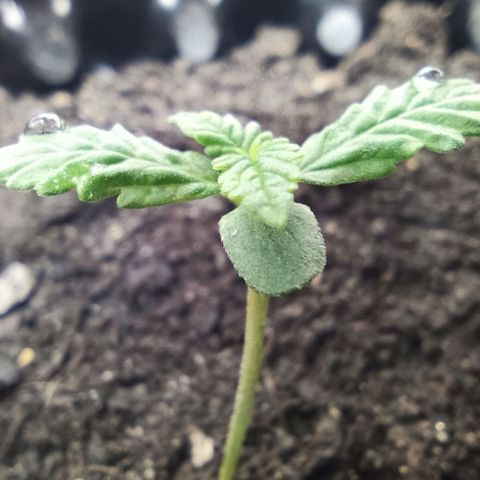 Green Gelato Automatic growlog photo: Roślina wydaje się być zdrowa na tym etapie