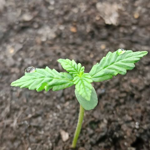 Green Gelato Automatic growlog photo: Roślina wydaje się być zdrowa na tym etapie