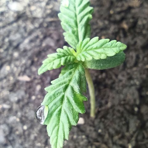 Green Gelato Automatic growlog photo: Roślina wydaje się być zdrowa na tym etapie