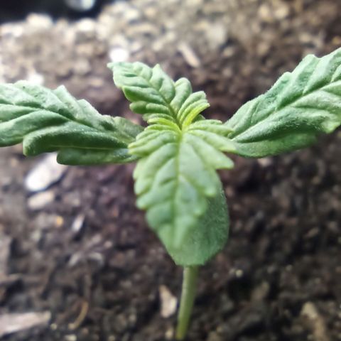 Green Gelato Automatic growlog photo: Slight discoloration