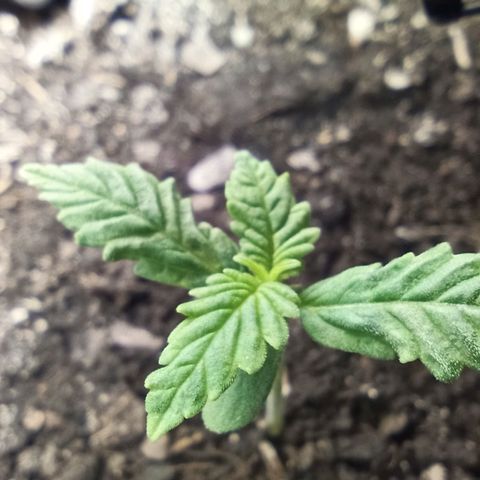 Green Gelato Automatic growlog photo: Slight discoloration