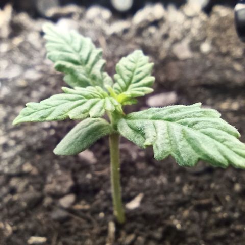Green Gelato Automatic growlog photo: Slight discoloration