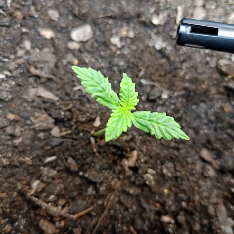 Green Gelato Automatic growlog photo: Slight discoloration