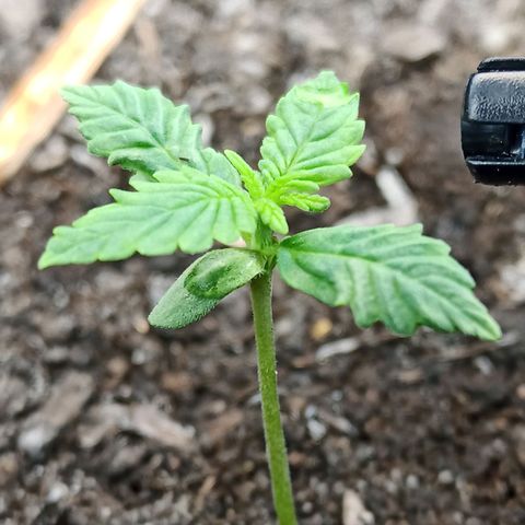 Green Gelato Automatic growlog timeline photo