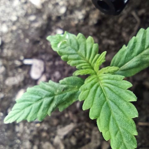 Green Gelato Automatic growlog timeline photo