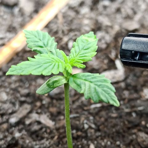 Green Gelato Automatic growlog timeline photo