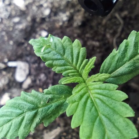Green Gelato Automatic growlog timeline photo