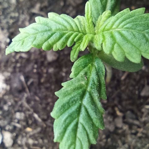Green Gelato Automatic growlog photo: Something sticking 