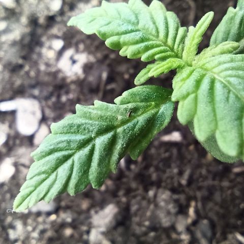 Green Gelato Automatic growlog photo: Something sticking 