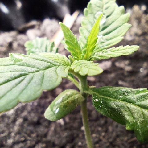 Green Gelato Automatic growlog timeline photo