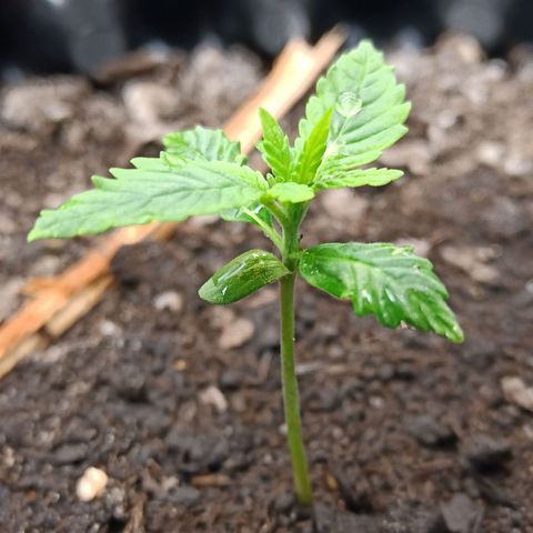 Green Gelato Automatic growlog timeline photo