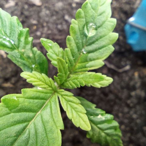 Green Gelato Automatic growlog timeline photo