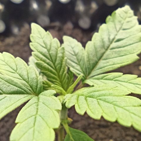 Green Gelato Automatic growlog timeline photo
