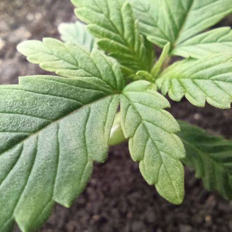 Green Gelato Automatic growlog timeline photo