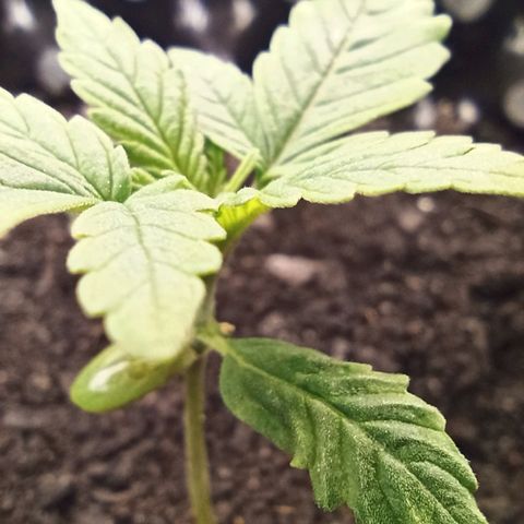 Green Gelato Automatic growlog timeline photo