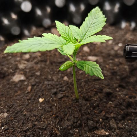 Green Gelato Automatic growlog timeline photo