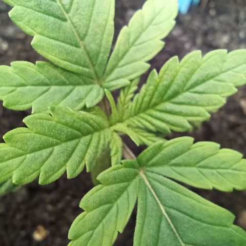Green Gelato Automatic growlog timeline photo