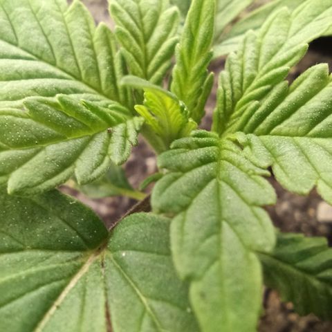 Green Gelato Automatic growlog timeline photo