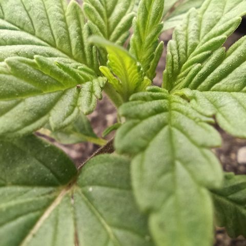 Green Gelato Automatic growlog timeline photo