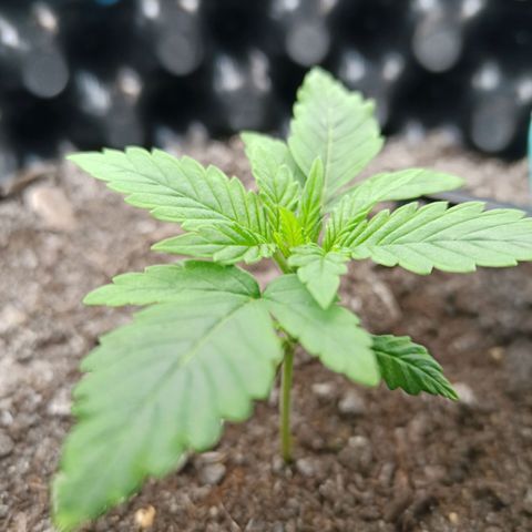 Green Gelato Automatic growlog timeline photo
