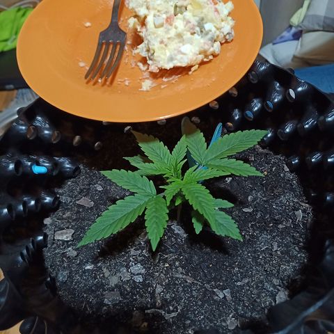 Green Gelato Automatic growlog timeline photo