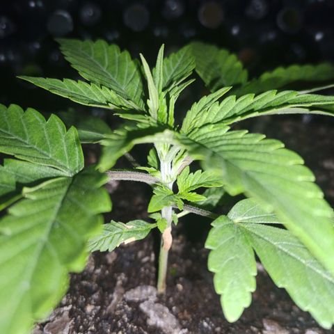 Green Gelato Automatic growlog timeline photo