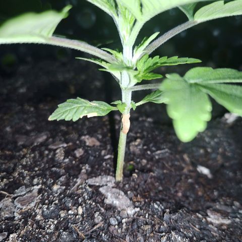 Green Gelato Automatic growlog timeline photo