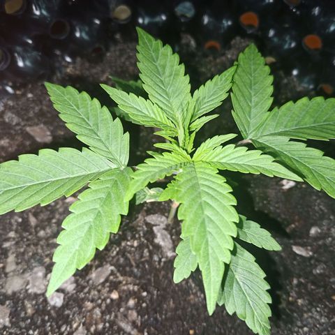 Green Gelato Automatic growlog timeline photo