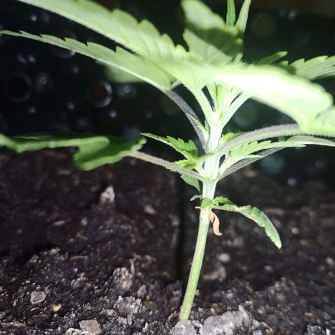 Green Gelato Automatic growlog timeline photo
