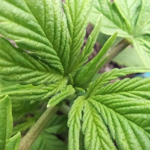 Green Gelato Automatic growlog timeline photo