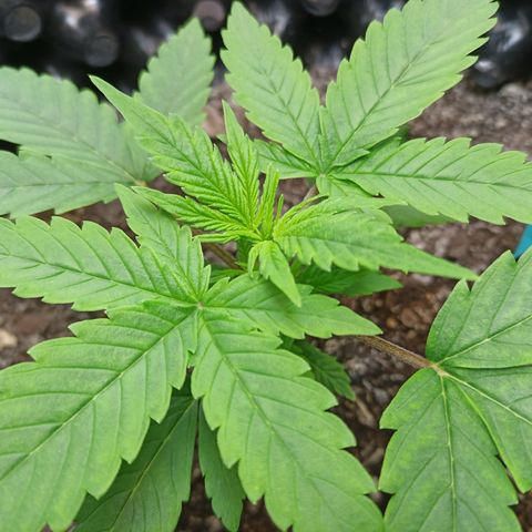 Green Gelato Automatic growlog timeline photo