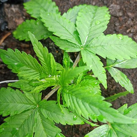 Green Gelato Automatic growlog timeline photo