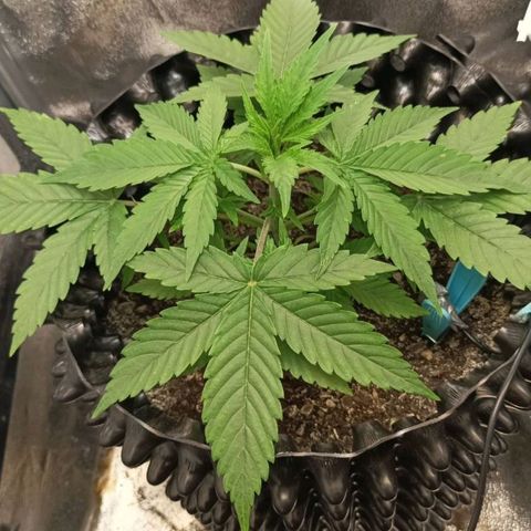 Green Gelato Automatic growlog timeline photo